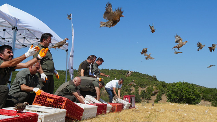 Mücadele sürüyor Son zamanlarda artan tehlikeye karşı doğaya salınıyorlar... Sayı 1 milyona yaklaştı