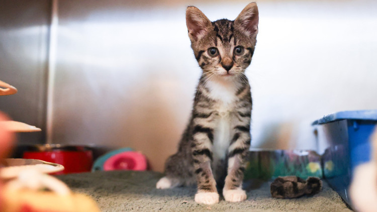 Yavru kediyi camdan attılar