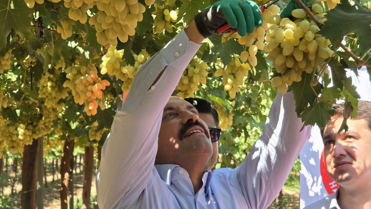 Hatay’da üzüm bağlarında hasat başladı; rekolte beklentisi 85 bin ton