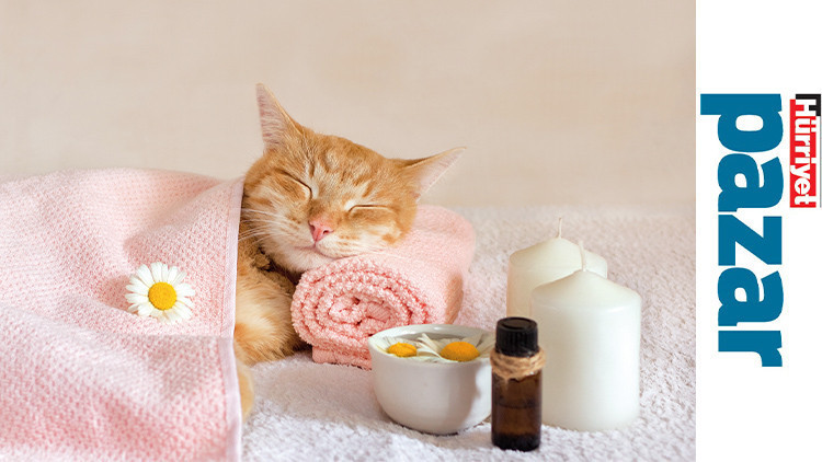 5 soruda kedilerde aromaterapi: Onlara da iyi gelebilir
