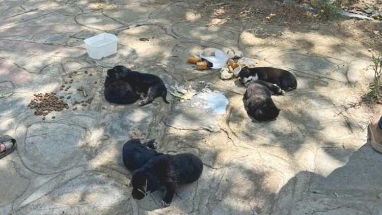 Hayvan katliamı: 10 köpek ile 5 kedi öldü Hayvan katliamı: 10 köpek ile 5 kedi öldü