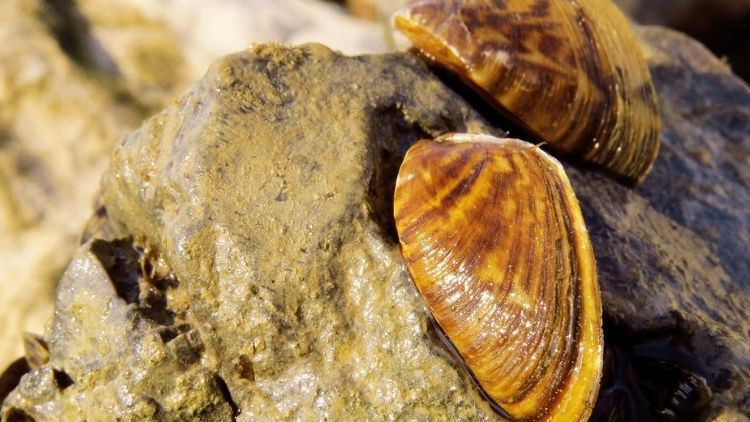 Tarım ve Orman Bakanlığı açıkladı: Akdeniz’in istilacıları Tarım ve Orman Bakanlığı açıkladı: Akdeniz’in istilacıları