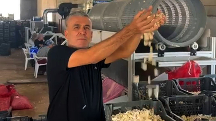Sarımsak çiftçisi, ata tohumu tesisi kurdu