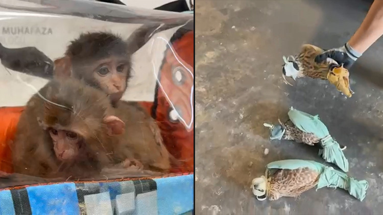 Habur Gümrük Kapısında 3 şahin ve 2 makak maymunu ele geçirildi