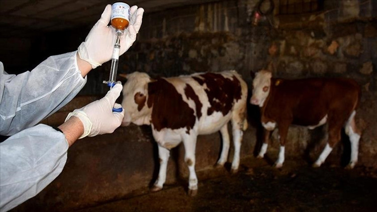 Bakanlık düğmeye bastı 15 milyon doz aşı sahaya sevk edilecek