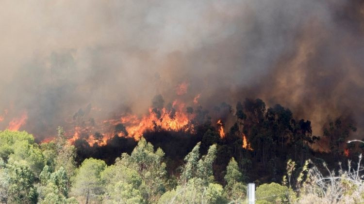 Bursada orman yangını Bursada orman yangını