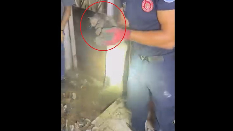 Giderde mahsur kalan yavru kediyi itfaiye kurtardı Giderde mahsur kalan yavru kediyi itfaiye kurtardı