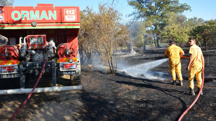 Nazillide tarım arazisindeki yangın, zeytin ağaçlarını yaktı