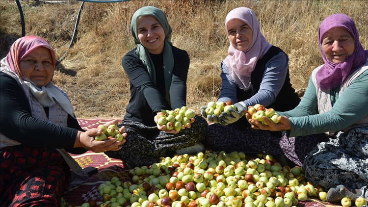 Manisada kadınların hünnap mesaisi başladı
