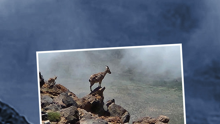 Ağrı Dağında 4 bin rakımda görüntülendi