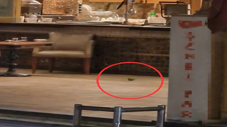 Yer: Adana 16 yaşındaki saldırgan pastaneye el bombası attı