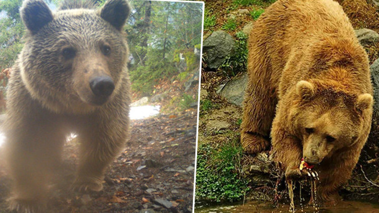 Bölgede popülasyonu 5 kat arttı Kış gelirken önlem alınmalı dedi ve uyardı: Yer bulamayanlar da olacak