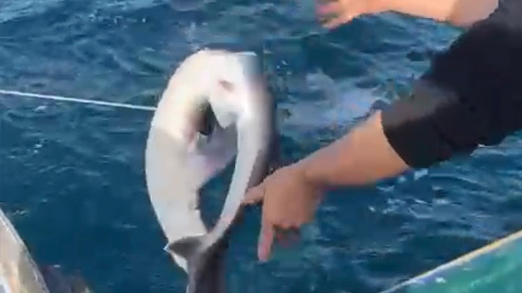 Bölgede nadir görülüyor: Karadenizde balıkçıların ağına takıldı