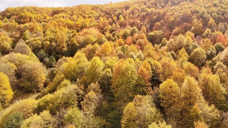 İstanbulda uluslararası orman zirvesi… Haydi 11 Kasım’da fidan dikmeye