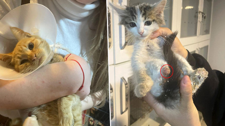 Ispartada korkunç olay Bağlama büyüsü için sokak hayvanlarının uzuvlarını kesmişler