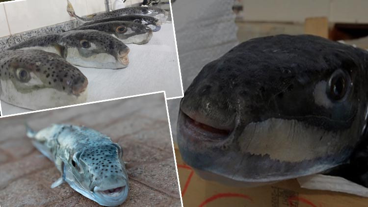 Akdeniz’de başladı, Ege ve Marmara’ya yayıldı: Zehirli balık alarmı Bugüne kadar 27 kişi hayatını kaybetti