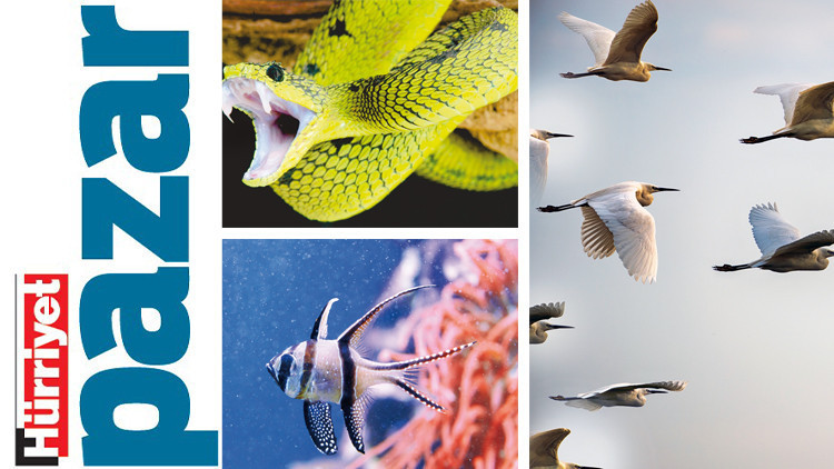 Hareketlilik ama ne uğruna