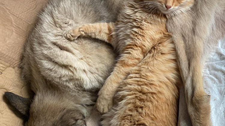 Felçli köpek Mazbut ile kedi İncir arasında duygulandıran bağ