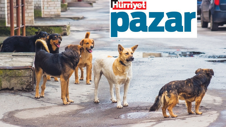 Aç oldukları için yiyorlar ama... Aç oldukları için yiyorlar ama...