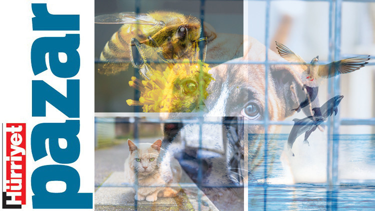 Köpekler, maymunlar, balıklar, arılar... Hiçbir tür güvende değil