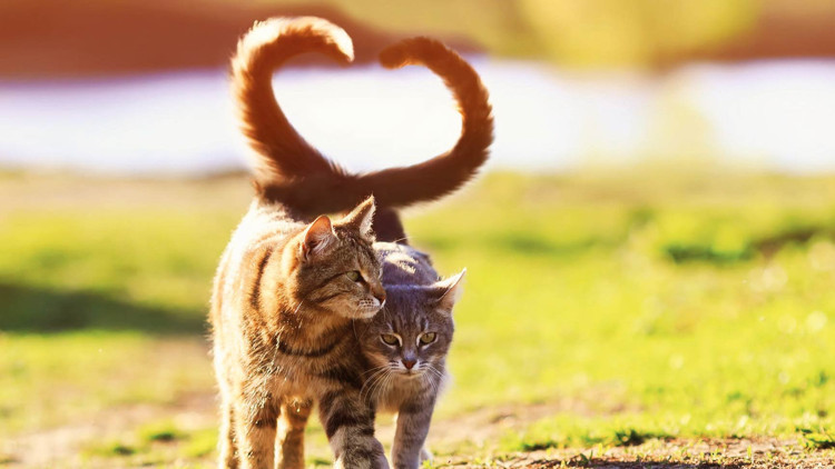 Boşandığı eşine 10 bin lira kedi nafakası ödeyecek Boşandığı eşine 10 bin lira kedi nafakası ödeyecek