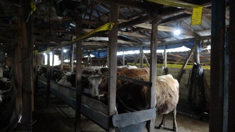 İstanbulda şap alarmı: Şilede 3 köy karantinada, 18 mahalle gözetim altında