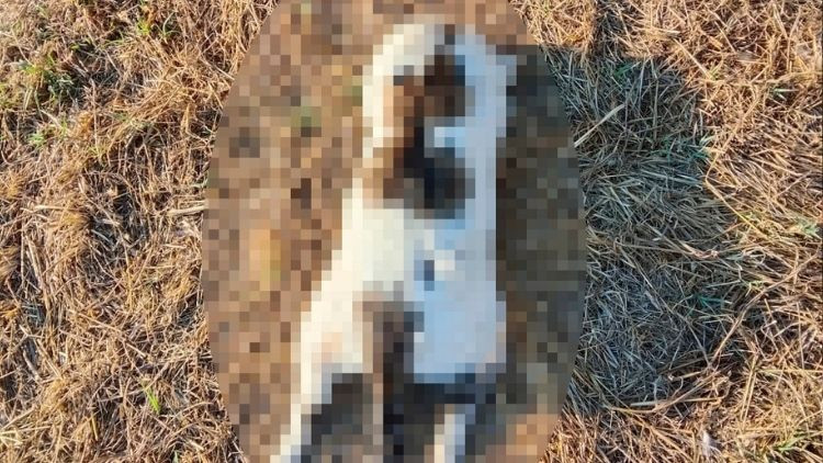 Kedinin işkenceyle öldürüldüğü iddiasına soruşturma