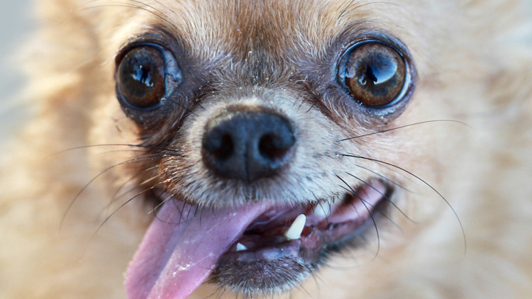 Köpeğinizde kurt geni olabilir Köpeğinizde kurt geni olabilir