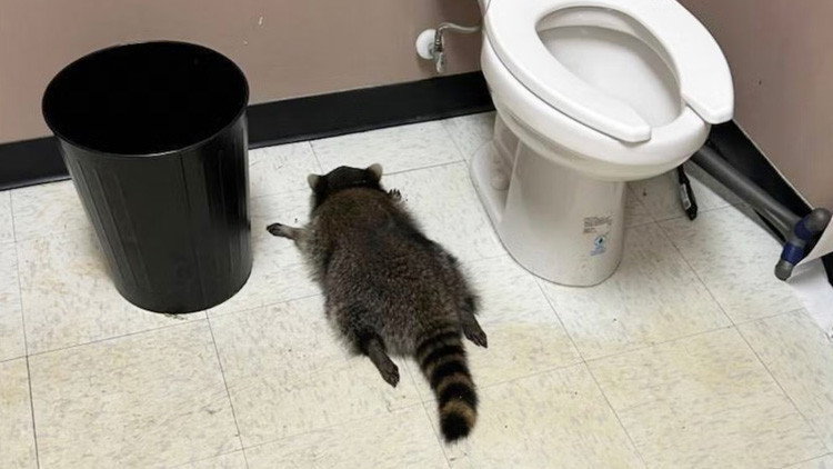 Hırsızlık sanıldı: Sarhoş rakun çıktı