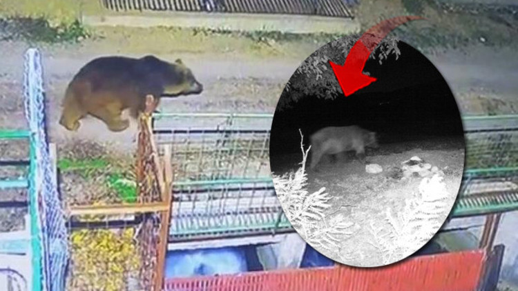 Beklenen kar yağmayınca yerleşim alanlarına indiler: Hala etrafta dolaşmaya devam ediyorlar Beklenen kar yağmayınca yerleşim alanlarına indiler: Hala etrafta dolaşmaya devam ediyorlar