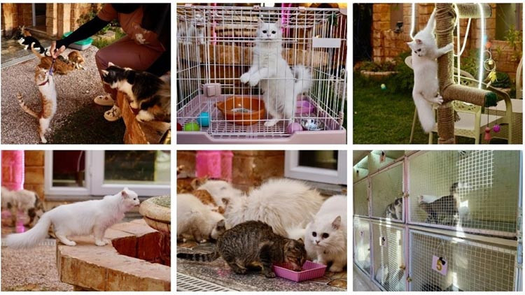 Kedilere lüks hizmet: 5 yıldızlı otel