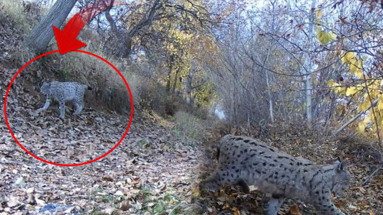 Ormanın hayaleti olarak anılıyor: Fotokapana yakalandı Kentte heyecan yarattı