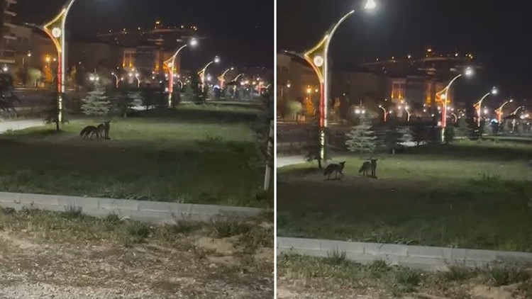 Bayburtta iki tilki birbirleriyle oyun oynarken görüntülendi