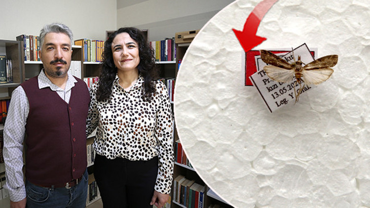 İlk kez Diyarbakırda bulundu: Işık tuzağıyla yakalandı | Keşfedilen bu türe eşinin adını verdi: En büyük destekçimdi, teşekkür etmek istedim