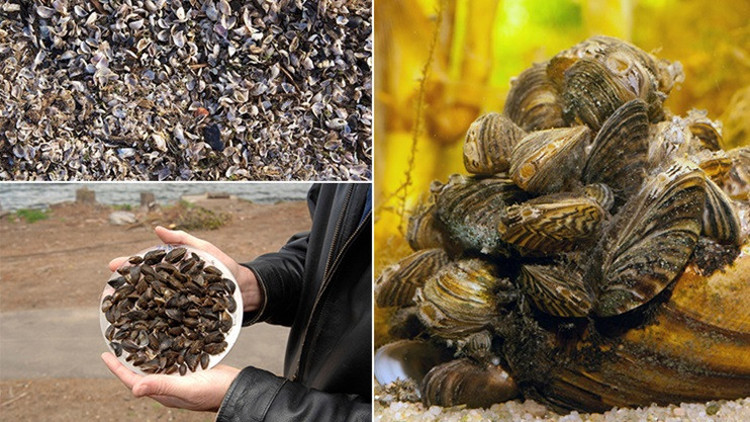 Koca bir yerleşkeyi felç ettiler ‘Bu açık bir istila’ | Türkiyede de hızla yayılıyor, tehlikeleri neler