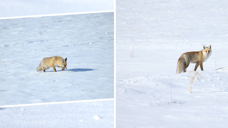 Şaşırtıcı bir avlanma becerisi var Karsta karlar üzerinde görüntülendi