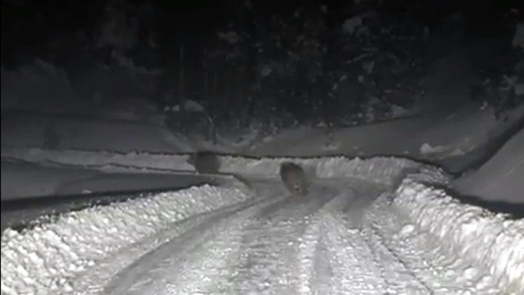 Kardan kapanan yolda çalışma yapan ekipler, 4 ayıyla karşılaştı