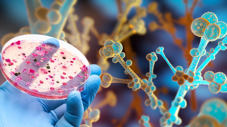 Dünya genelinde ölümcül bir mantar yayılıyor Her yıl 6,5 milyon kişiyi etkiliyor... Şimdi ise tehlike büyüyor