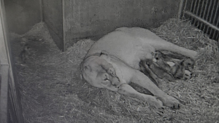 Nürnberg Hayvanat Bahçesinde aslan altız doğurdu Nürnberg Hayvanat Bahçesinde aslan altız doğurdu