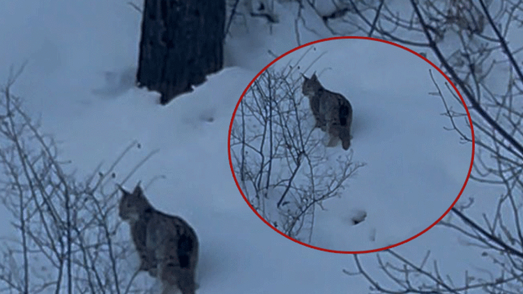 Kar yağışının ardından kara yolu kenarına indi Kar yağışının ardından kara yolu kenarına indi
