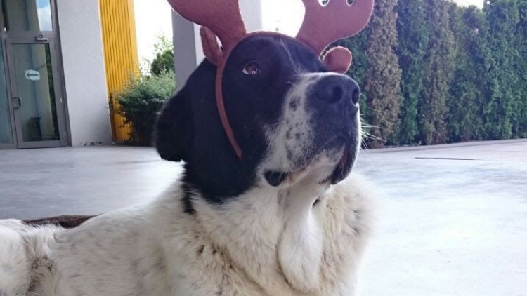 Matmazel’e ne oldu