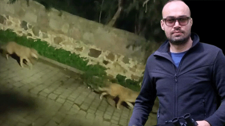 Özellikle gece saatlerinde şehir merkezine iniyorlar: 3 ilçede tedirginlik yarattı Çeşitli hastalıkların yayılması söz konusu