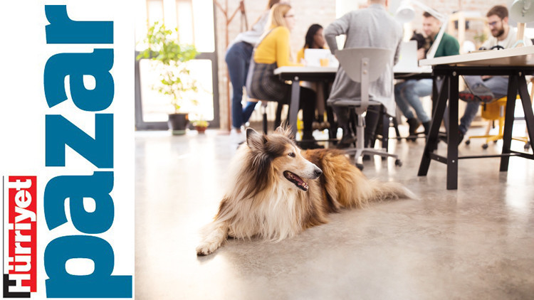 Patili dostlarla çalışmak çok güzel Patili dostlarla çalışmak çok güzel