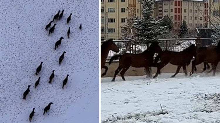 Bu seferki ne kurt ne domuz Kar bastırınca yiyecek bulmak için kente indiler