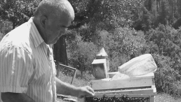 Ağaç kesme faciası: Ezilerek hayatını kaybetti