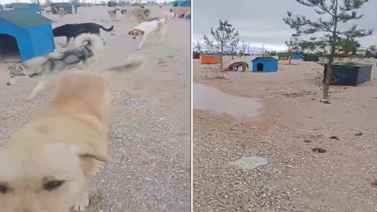 Eskişehirde barınakta aç kalan köpeklerin, başka köpeği yediği iddiası Soruşturma başlatıldı