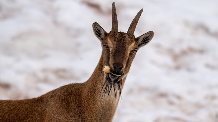 Karlı bölgede yiyecek ararken görüntülendiler