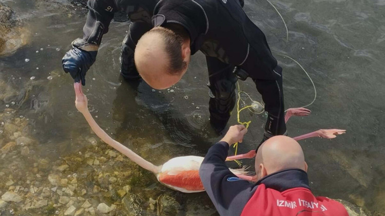 İpe dolanan flamingoyu itfaiye dalgıçları kurtardı