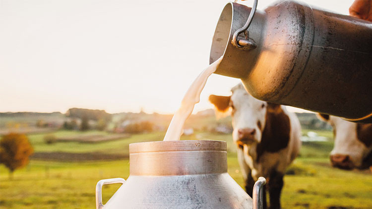 ‘Sokak sütü’ modasına dikkat ‘Sokak sütü’ modasına dikkat