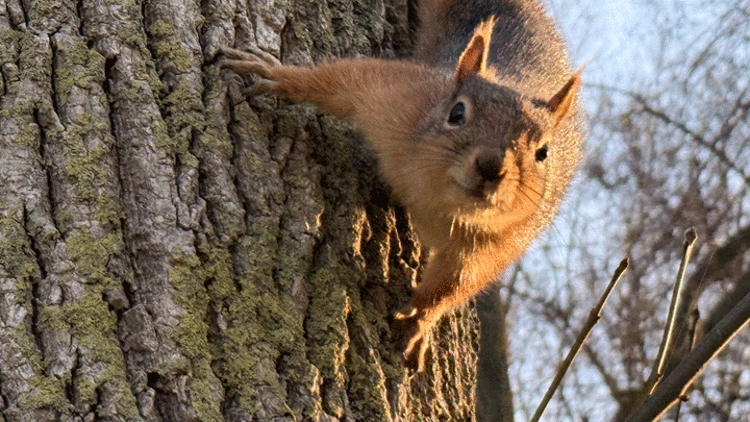 Sincabın sevimli halleri böyle görüntülendi Sincabın sevimli halleri böyle görüntülendi